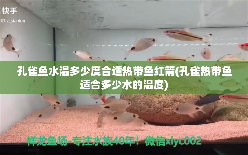 孔雀鱼水温多少度合适热带鱼红箭(孔雀热带鱼适合多少水的温度)