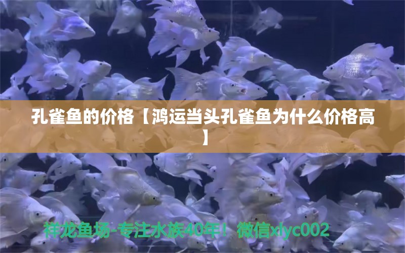 孔雀鱼的价格【鸿运当头孔雀鱼为什么价格高】 龙鱼批发