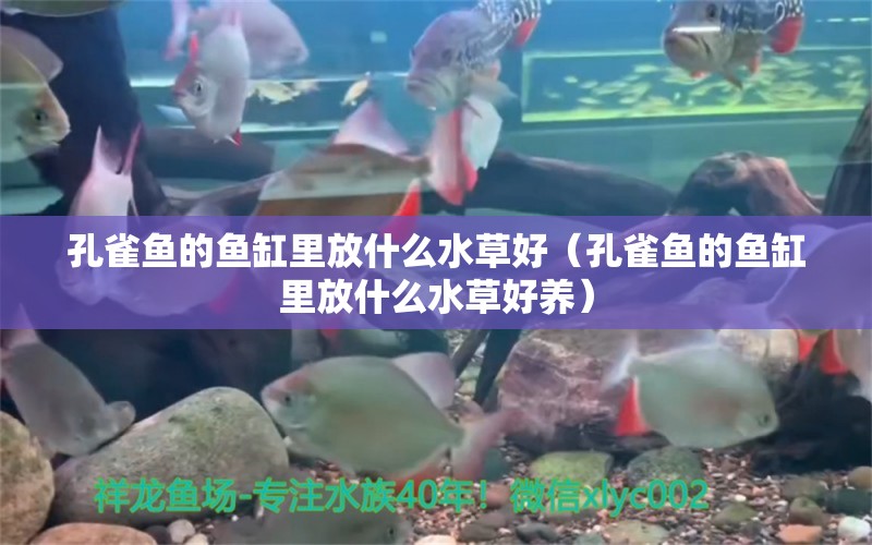 孔雀鱼的鱼缸里放什么水草好（孔雀鱼的鱼缸里放什么水草好养）