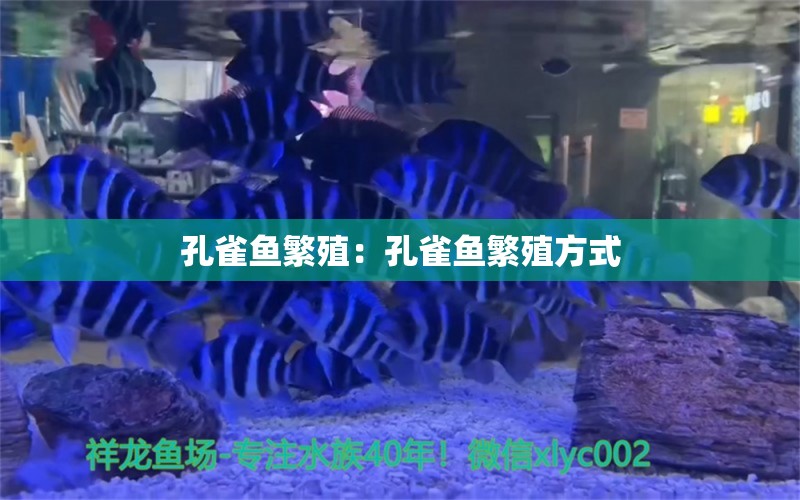 孔雀鱼繁殖：孔雀鱼繁殖方式