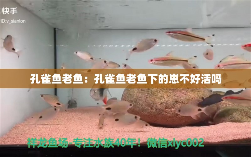 孔雀鱼老鱼：孔雀鱼老鱼下的崽不好活吗