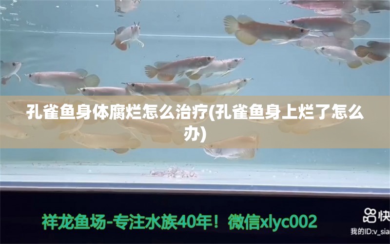 孔雀鱼身体腐烂怎么治疗(孔雀鱼身上烂了怎么办)