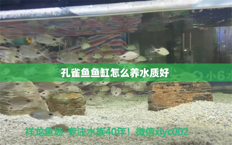 孔雀鱼鱼缸怎么养水质好  其他品牌鱼缸