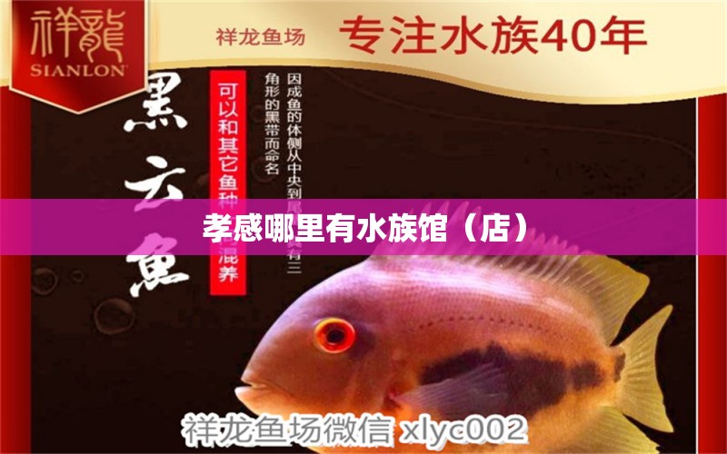 孝感哪里有水族馆（店） 观赏鱼水族批发市场