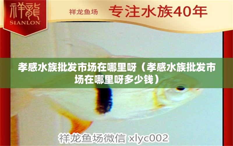 孝感水族批发市场在哪里呀（孝感水族批发市场在哪里呀多少钱） 观赏鱼水族批发市场