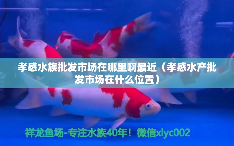 孝感水族批发市场在哪里啊最近（孝感水产批发市场在什么位置） 福满钻鱼