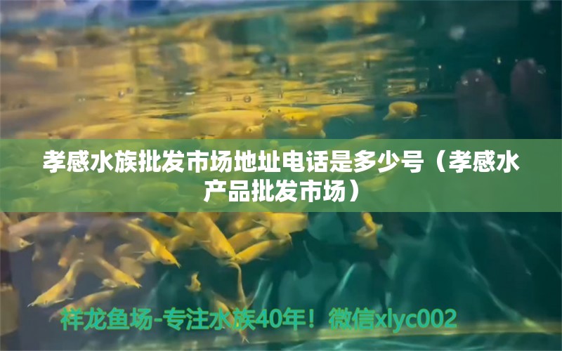 孝感水族批发市场地址电话是多少号（孝感水产品批发市场） 金龙福龙鱼