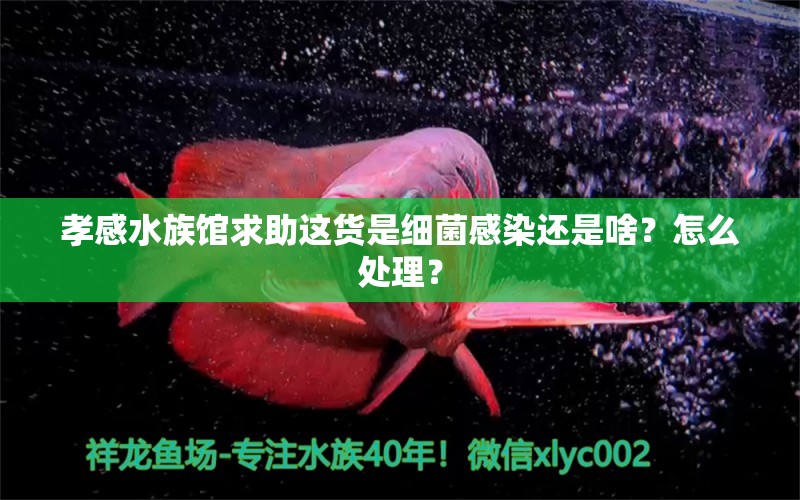 孝感水族馆求助这货是细菌感染还是啥？怎么处理？