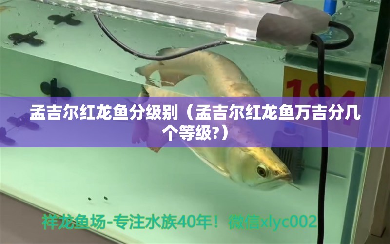 孟吉尔红龙鱼分级别（孟吉尔红龙鱼万吉分几个等级?） 广州孟吉尔