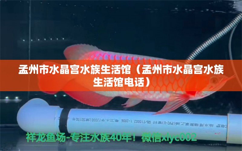 孟州市水晶宫水族生活馆（孟州市水晶宫水族生活馆电话） 全国水族馆企业名录