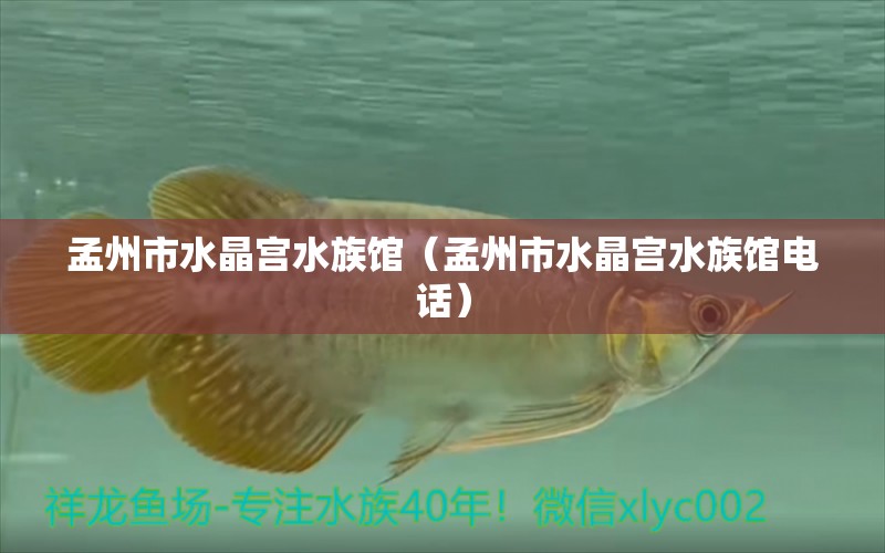 孟州市水晶宫水族馆（孟州市水晶宫水族馆电话）