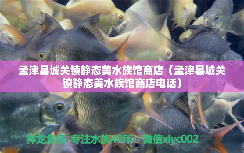 孟津县城关镇静态美水族馆商店（孟津县城关镇静态美水族馆商店电话） 全国水族馆企业名录