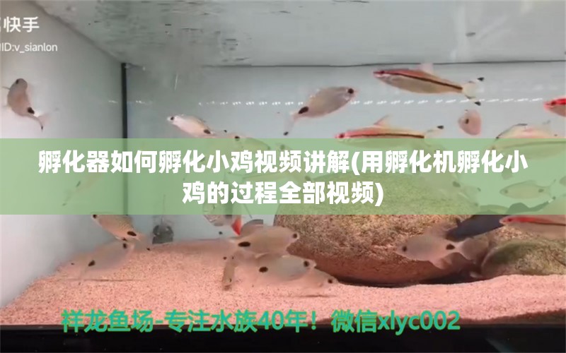 孵化器如何孵化小鸡视频讲解(用孵化机孵化小鸡的过程全部视频) 孵化器