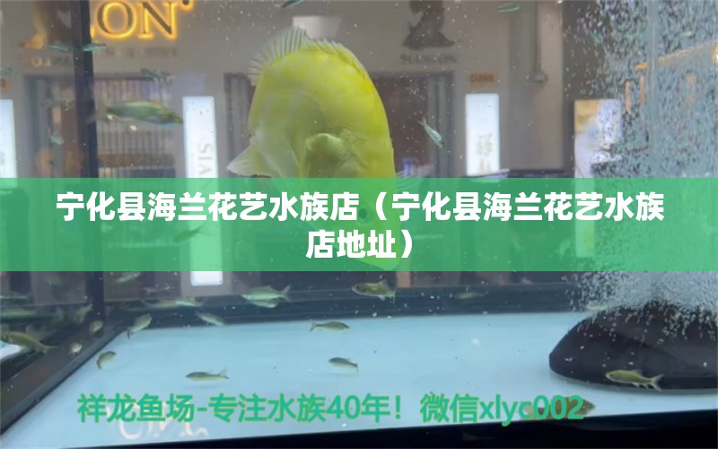 宁化县海兰花艺水族店（宁化县海兰花艺水族店地址） 全国水族馆企业名录