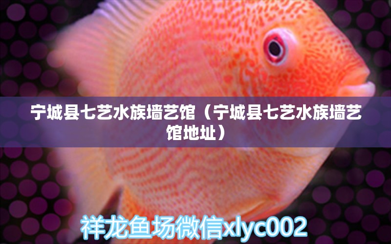 宁城县七艺水族墙艺馆（宁城县七艺水族墙艺馆地址）