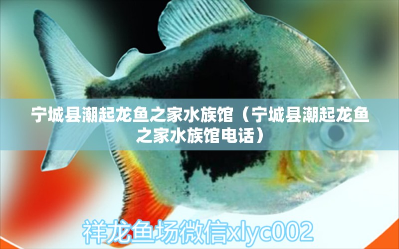 宁城县潮起龙鱼之家水族馆（宁城县潮起龙鱼之家水族馆电话）