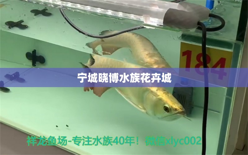 宁城晓博水族花卉城