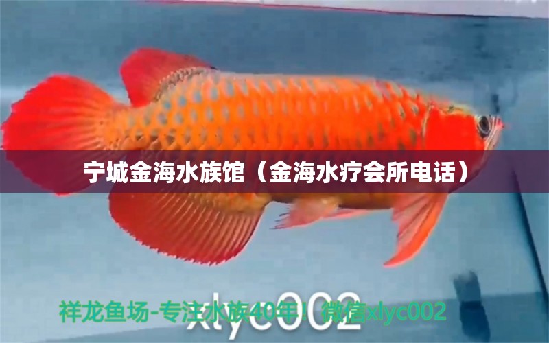 宁城金海水族馆（金海水疗会所电话）