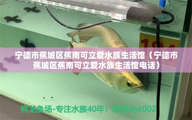 宁德市蕉城区蕉南可立爱水族生活馆（宁德市蕉城区蕉南可立爱水族生活馆电话） 全国水族馆企业名录