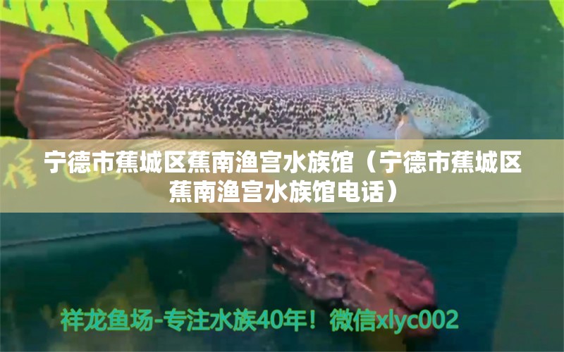 宁德市蕉城区蕉南渔宫水族馆（宁德市蕉城区蕉南渔宫水族馆电话）