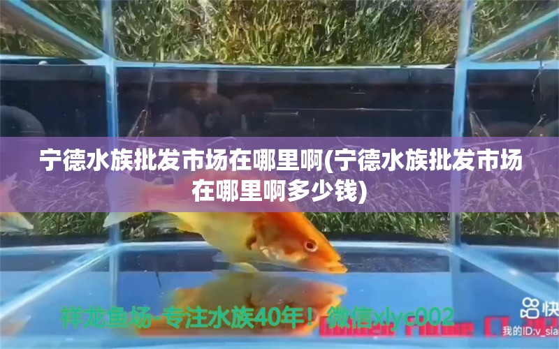 宁德水族批发市场在哪里啊(宁德水族批发市场在哪里啊多少钱) 观赏鱼水族批发市场 第1张