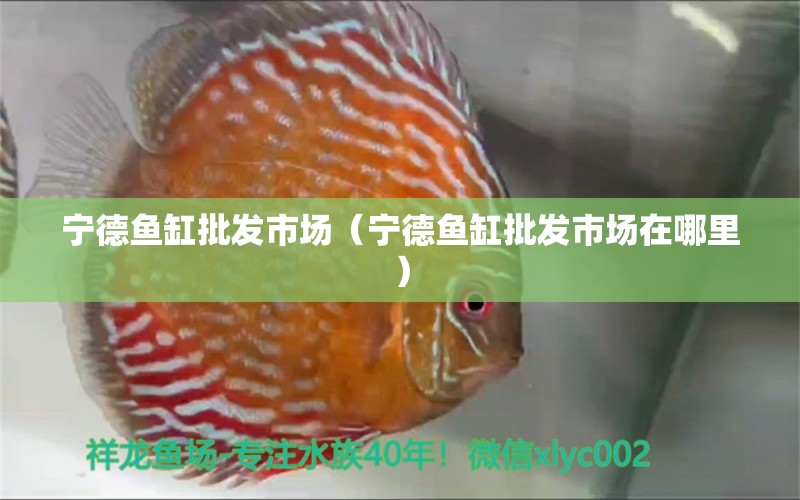 宁德鱼缸批发市场（宁德鱼缸批发市场在哪里） 观赏鱼水族批发市场