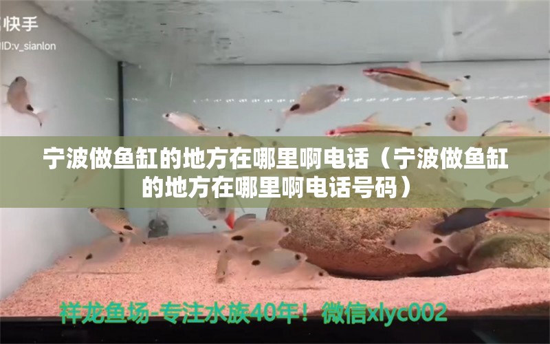 宁波做鱼缸的地方在哪里啊电话（宁波做鱼缸的地方在哪里啊电话号码） 马拉莫宝石鱼苗