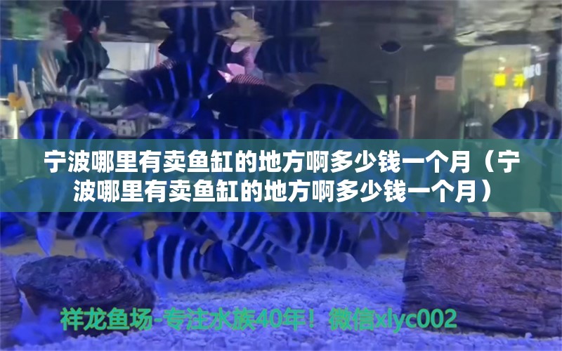 宁波哪里有卖鱼缸的地方啊多少钱一个月（宁波哪里有卖鱼缸的地方啊多少钱一个月）