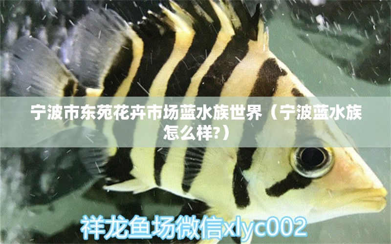 宁波市东苑花卉市场蓝水族世界（宁波蓝水族怎么样?）