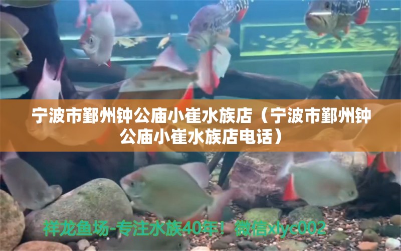 宁波市鄞州钟公庙小崔水族店（宁波市鄞州钟公庙小崔水族店电话）