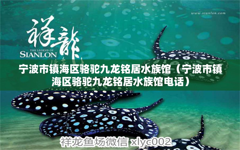 宁波市镇海区骆驼九龙铭居水族馆（宁波市镇海区骆驼九龙铭居水族馆电话） 全国水族馆企业名录