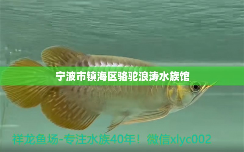 宁波市镇海区骆驼浪涛水族馆