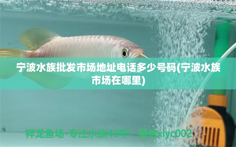 宁波水族批发市场地址电话多少号码(宁波水族市场在哪里) 观赏鱼水族批发市场