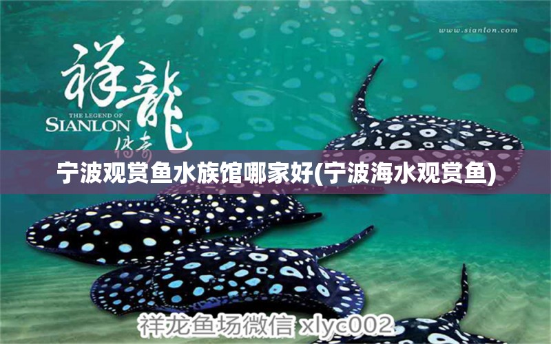 宁波观赏鱼水族馆哪家好(宁波海水观赏鱼) 大嘴鲸鱼