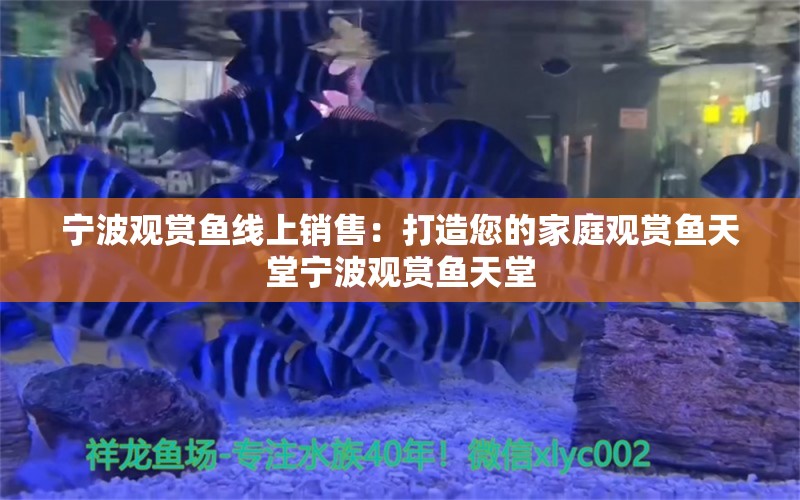 宁波观赏鱼线上销售：打造您的家庭观赏鱼天堂宁波观赏鱼天堂