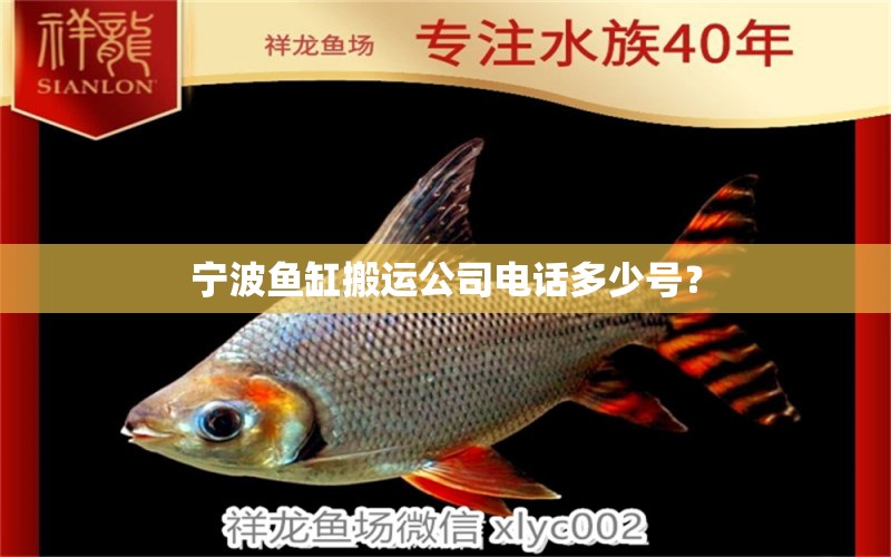 宁波鱼缸搬运公司电话多少号？ 广州祥龙国际水族贸易