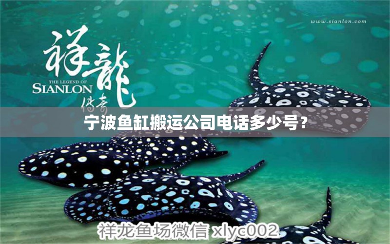 宁波鱼缸搬运公司电话多少号？ 广州祥龙国际水族贸易