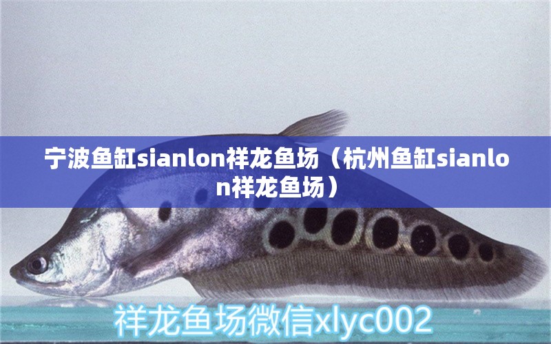 宁波鱼缸sianlon祥龙鱼场（杭州鱼缸sianlon祥龙鱼场） 祥龙鱼场