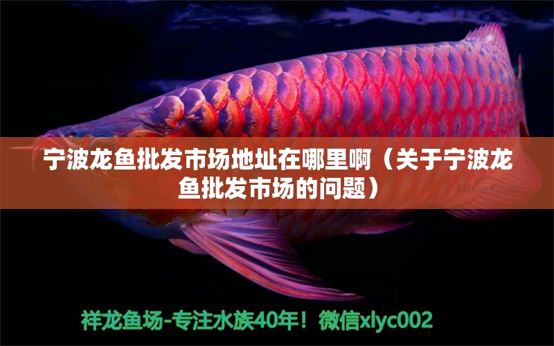 宁波龙鱼批发市场地址在哪里啊（关于宁波龙鱼批发市场的问题） 水族问答 第2张