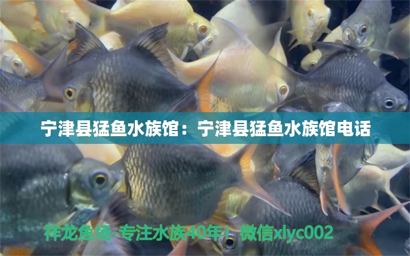 宁津县猛鱼水族馆：宁津县猛鱼水族馆电话 全国水族馆企业名录