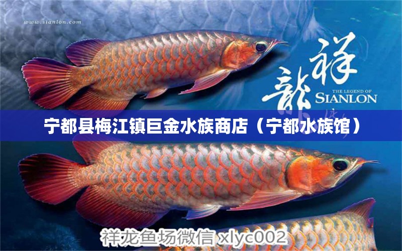 宁都县梅江镇巨金水族商店（宁都水族馆）