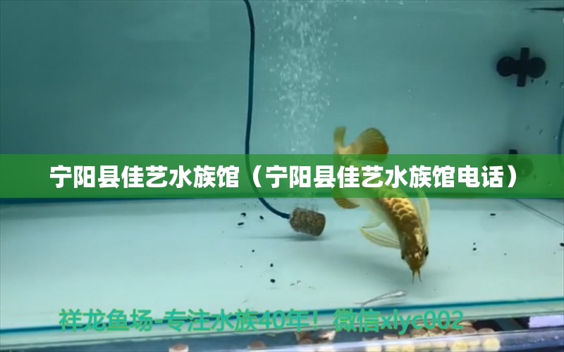 宁阳县佳艺水族馆（宁阳县佳艺水族馆电话）