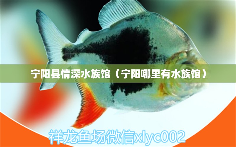 宁阳县情深水族馆（宁阳哪里有水族馆） 全国水族馆企业名录