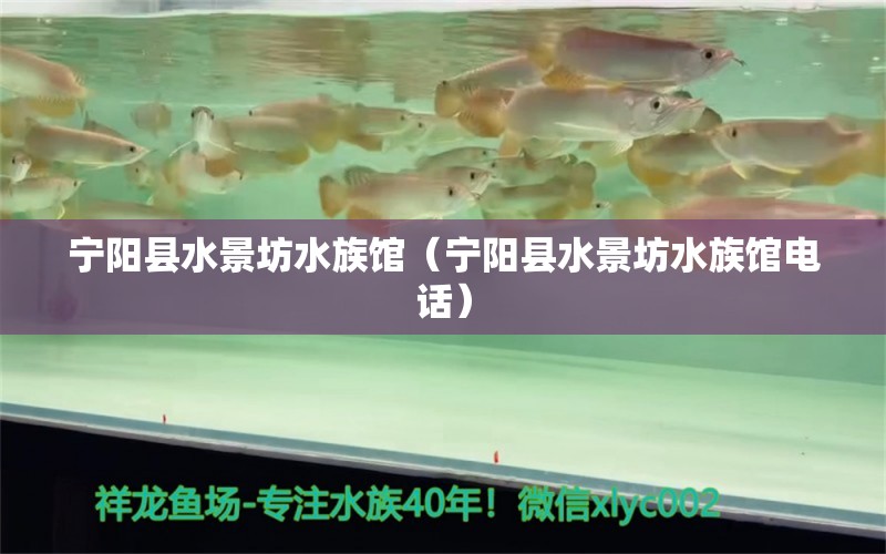 宁阳县水景坊水族馆（宁阳县水景坊水族馆电话）