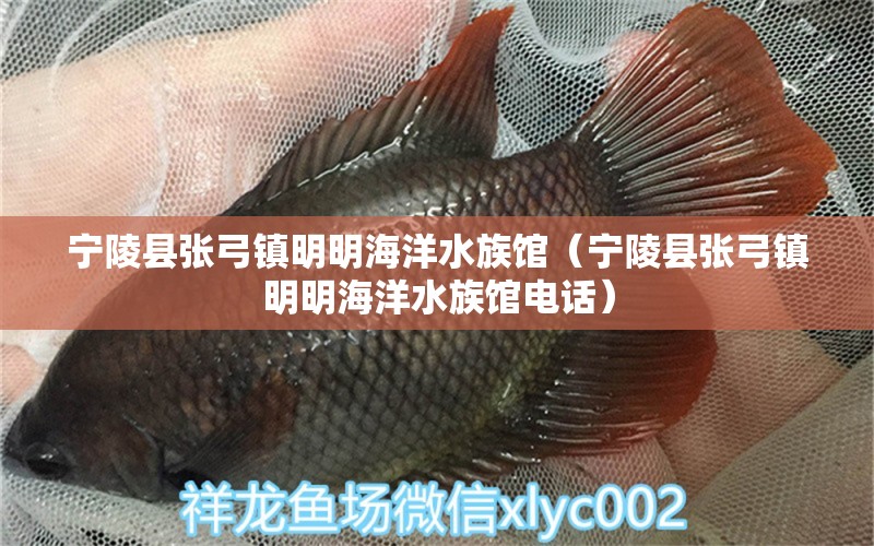 宁陵县张弓镇明明海洋水族馆（宁陵县张弓镇明明海洋水族馆电话） 全国水族馆企业名录