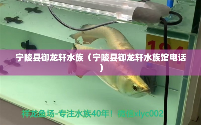 宁陵县御龙轩水族（宁陵县御龙轩水族馆电话）