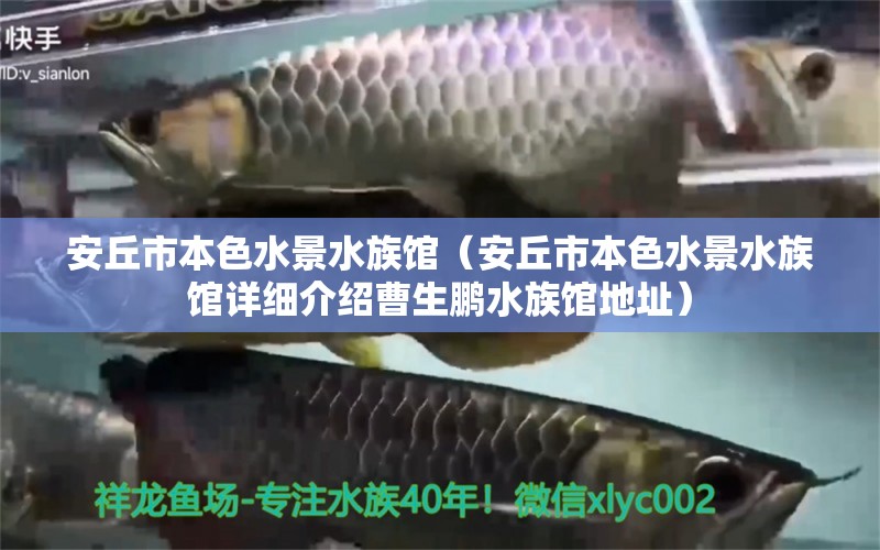 安丘市本色水景水族馆（安丘市本色水景水族馆详细介绍曹生鹏水族馆地址） 全国观赏鱼市场 第2张