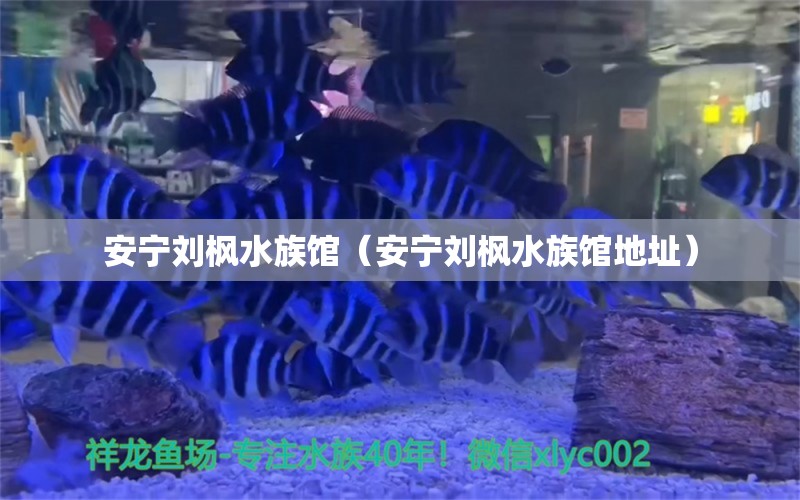 安宁刘枫水族馆（安宁刘枫水族馆地址）