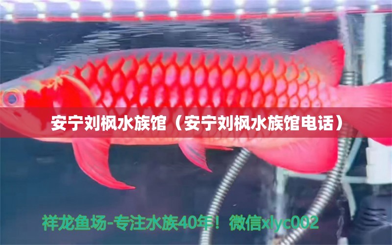 安宁刘枫水族馆（安宁刘枫水族馆电话）