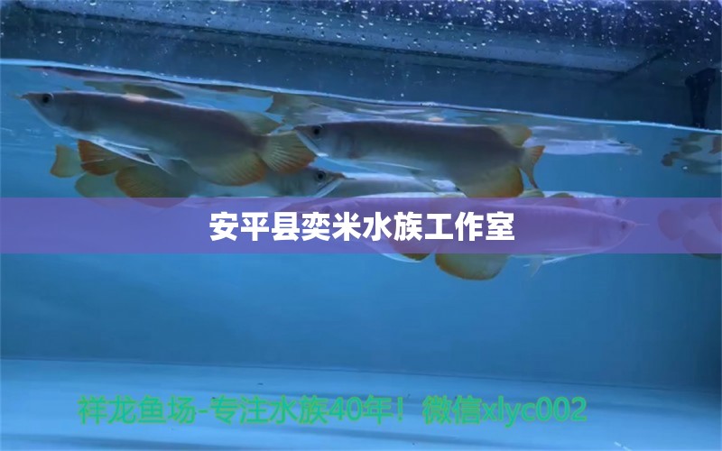 安平县奕米水族工作室 全国水族馆企业名录